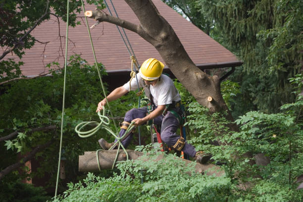 How Our Tree Care Process Works  in  Calipatria, CA