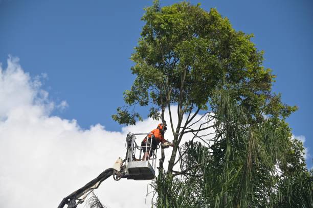  Lipatria, CA Tree Removal Services Pros