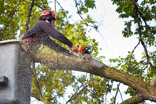 Professional Tree Removal Services in Calipatria, CA